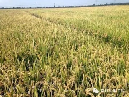 豐收在望 豐收在望