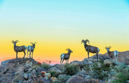 書亞樹國家公園的大角羊，第二名獲獎(jiǎng)得主Koustubh Kulkarni 攝。(網(wǎng)頁截圖)