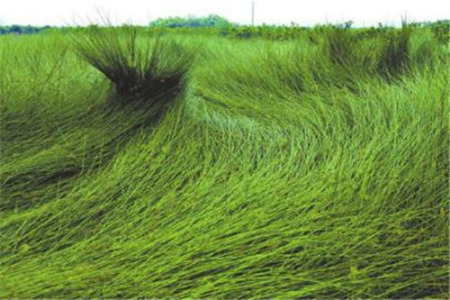 田里的還未收割時(shí)的藺草。