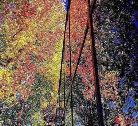 美國(guó)舊金山灣區(qū)的紅葉。（韓莎莎攝）