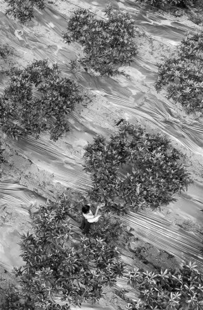 饒勝男的生態(tài)農(nóng)場(chǎng)有300多畝，每天都能看到她辛勤的身影。