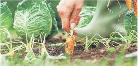 在后院種菜，老人更看重的是勞動(dòng)的樂趣。（新西蘭《中文先驅(qū)報(bào)》圖片）