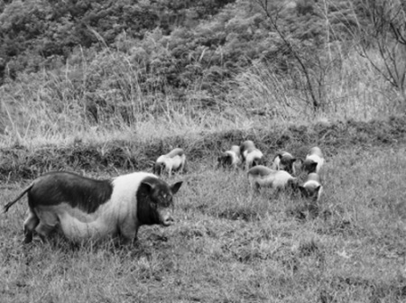母豬帶著小豬覓食。