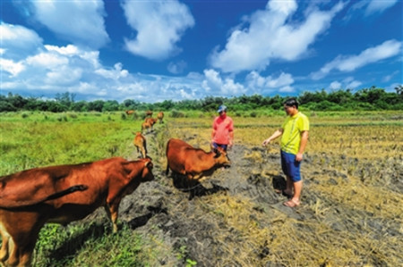 文昌市龍樓鎮(zhèn)扶貧辦工作人員下鄉(xiāng)了解貧困戶家的養(yǎng)牛情況。阮琛 攝