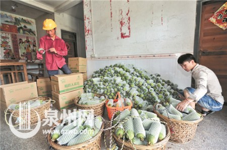 施良機(jī)(左)在同是右手殘疾的林連生(右)帶領(lǐng)下創(chuàng)建絲瓜基地。 (戴涵琦 攝)