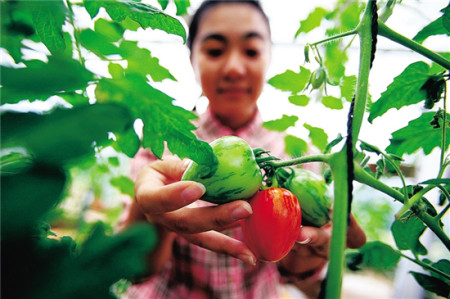 航天育種大棚里的五彩番茄。水木攝