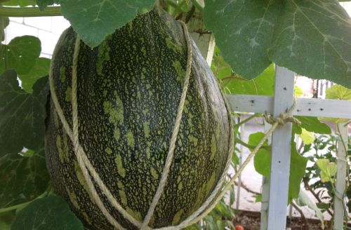 這只超級大瓜，據(jù)說摘的時候可是費足了勁兒，要一個大力的年輕人抱著，另一個人在上面剪枝。(美國《僑報》/劉老師供圖)