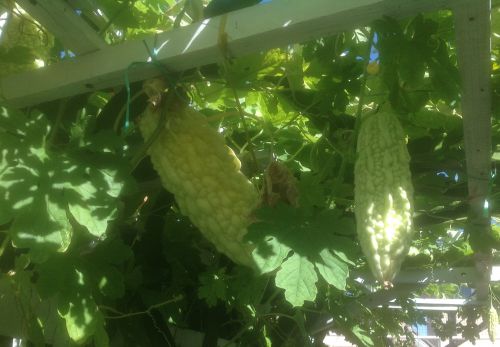 苦瓜。(美國《僑報》/劉老師 供圖)