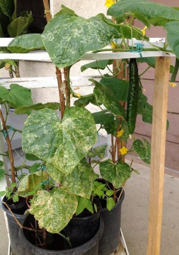 種在盆里的黃瓜。(美國《僑報》/劉老師供圖)