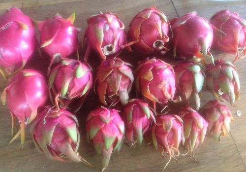 收到饋贈的鄰里展示收到的火龍果隊(duì)列。(美國《僑報(bào)》/王女士提供)