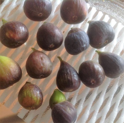 無花果據(jù)說有預(yù)防乳腺癌的功效，收到饋贈的馬女士很開心，拍照展示水果矩陣。(美國《僑報(bào)》/馬女士提供)