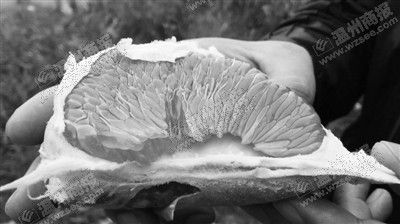 古磉柚。 劉娜筱 攝