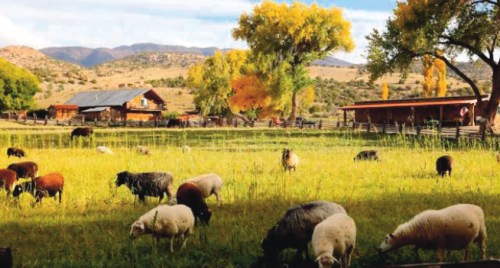 牧場的春季和秋季更美麗。 (美國《僑報》/敏芝供圖)