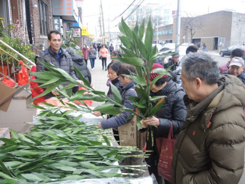 價(jià)格大眾化的富貴竹首天發(fā)售已經(jīng)賣出400多枝，生意火爆。(美國《世界日?qǐng)?bào)》/王靖雯 攝)