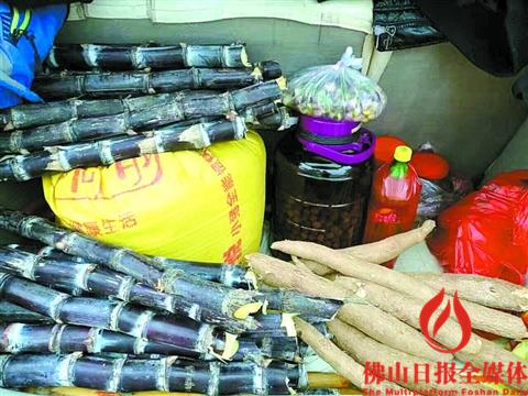 節(jié)后返回禪城的簡(jiǎn)先生車(chē)尾箱內(nèi)裝滿(mǎn)親人送的甘蔗、木薯等家鄉(xiāng)特產(chǎn)。