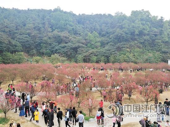 白水帶桃花競放迎來八方來客。