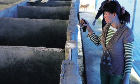 農(nóng)戶正在查看豪豬生長(zhǎng)情況。通訊員 陳長(zhǎng)宇 攝