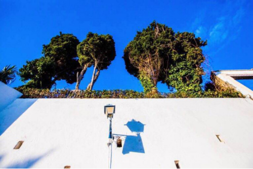 長(zhǎng)在白墻上的樹，別具一格。蔡志勇攝