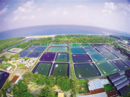 　俯瞰萬寧市山根鎮(zhèn)排溪村200多畝的南美白對蝦和石斑魚養(yǎng)殖示范基地。其魚蝦混養(yǎng)模式，畝利潤在萬元以上。本報記者 袁琛 攝