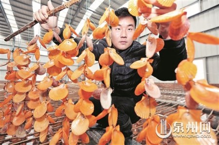 查看采用扇貝殼育紫菜苗的生長(zhǎng)情況