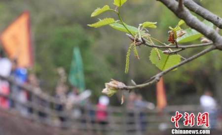 2017潮州橡木花會(huì)旅游周12日在廣東潮州開幕。　陳啟任 攝