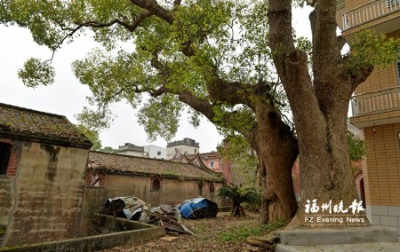 林家大院門前的大樟樹。