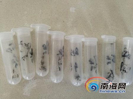 南橋衛(wèi)生院抓來(lái)的蚊子。南海網(wǎng)記者 高鵬 攝