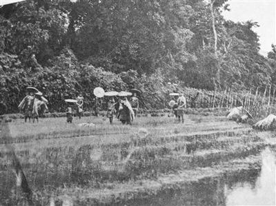 德國人類學家史圖博《海南島黎族志》中頭戴斗笠身披蓑衣在水田里插秧的婦女。林濤 翻拍