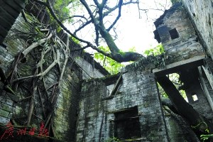 一座老宅內(nèi)長出了參天大樹，樹根盤踞在青磚墻上。