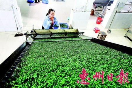 自動(dòng)化設(shè)備將殺青后的茶葉送進(jìn)烘干爐。