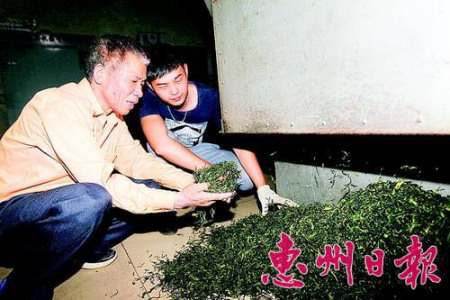 茶廠負(fù)責(zé)人溫杰英（左）和工人查看第一批春茶品相。