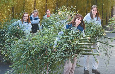2月21日，熊貓“寶寶”啟程歸國(guó)前，華盛頓國(guó)家動(dòng)物園工作人員在為“寶寶”準(zhǔn)備竹子。 　　人民視覺(jué)