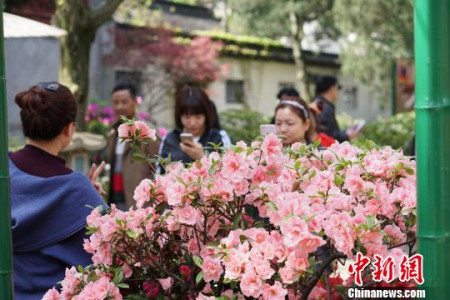 惠山古鎮(zhèn)內的杜鵑花開的正當時。　孫權 攝