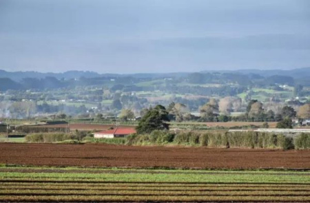 Pukekohe的原野（新西蘭先驅(qū)報(bào)中文網(wǎng)）
