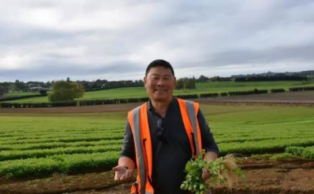 在田間（新西蘭先驅(qū)報(bào)中文網(wǎng)）