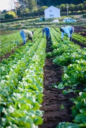 5月初，收割（新西蘭先驅(qū)報(bào)中文網(wǎng)）