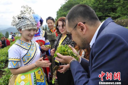 五峰優(yōu)質(zhì)茶葉引來(lái)海外客商關(guān)注?！＄娦?攝