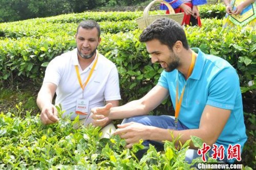 海外客商體驗(yàn)茶葉采摘樂(lè)趣?！＄娦?攝