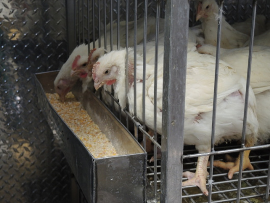 白雞啄吃玉米，吃飽了好“上路”。(美國(guó)《世界日?qǐng)?bào)》/王靖雯 攝)