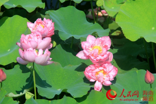 白土村荷花盛開(kāi)。