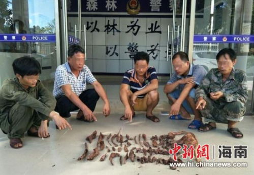 圖為違法行為人陳某英等5人指認(rèn)盜挖的降真香。萬寧市森林公安局供圖