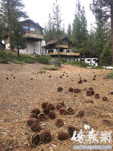 太浩湖周末的一處地方民宿 環(huán)境優(yōu)美（美國《僑報》/于麗娜 攝）