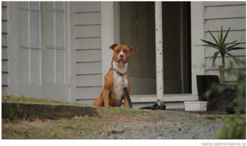 一位房客飼養(yǎng)的烈性犬。（新西蘭天維網(wǎng)）