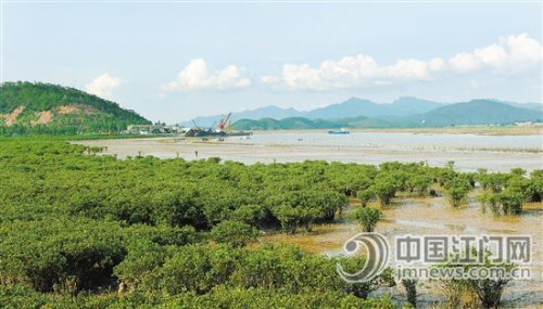 紅樹林根系發(fā)達，可護堤固灘。 徐衛(wèi)良 攝