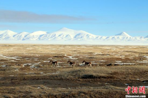 可可西里國(guó)家級(jí)自然保護(hù)區(qū)。 (資料圖) <a target='_blank' >中新社</a>記者 趙凜松 攝