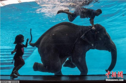 泰國(guó)大象玩潛水