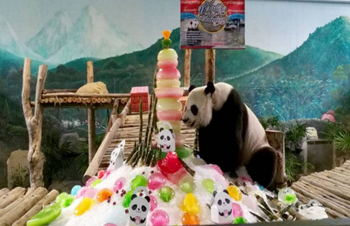 粉絲、游客及工作人員一起為“創(chuàng)創(chuàng)”慶生(泰國《世界日報(bào)》圖)