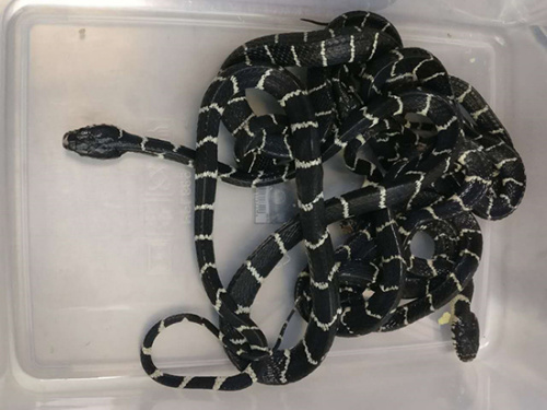 廈門海關(guān)泡面內(nèi)查獲活蛇。紀(jì)華晨攝