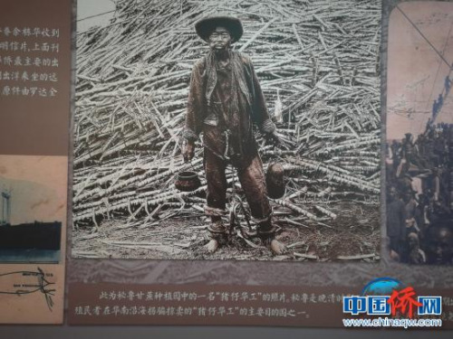 銀信博物館內(nèi)展出早年出洋華工照片。郭軍 攝