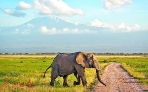 在非洲草原上看動(dòng)物，是不少人的夢想。